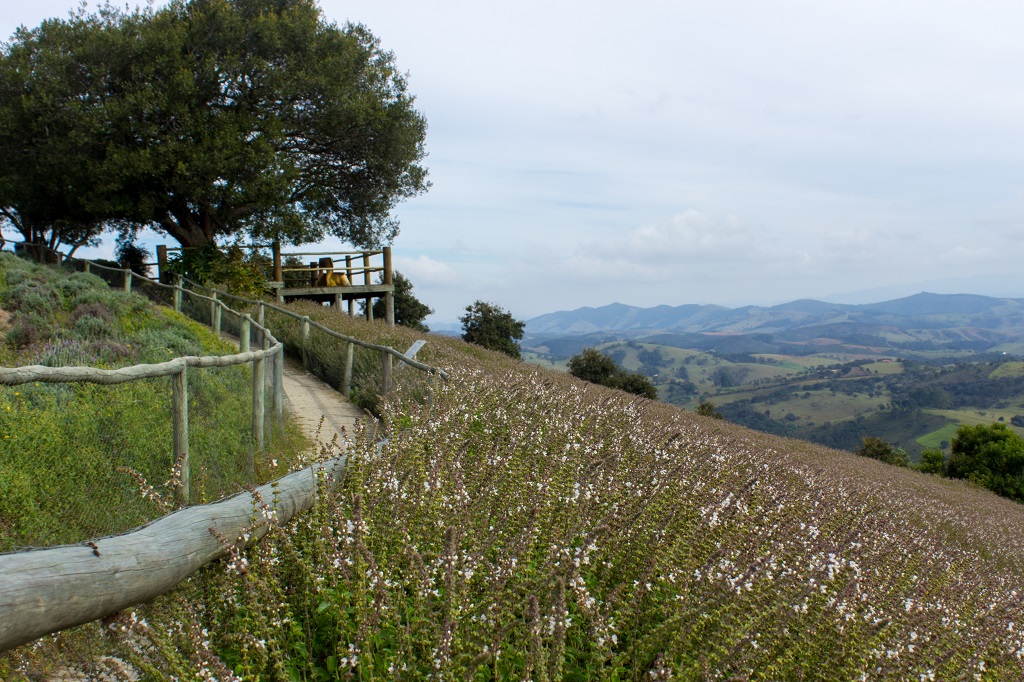 Campos de lavanda em Cunha